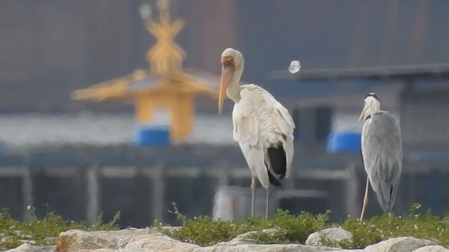 malaystork - ML214128371