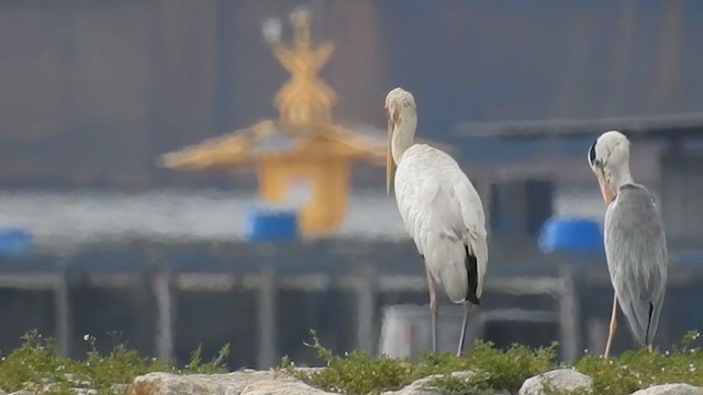 malaystork - ML214128411