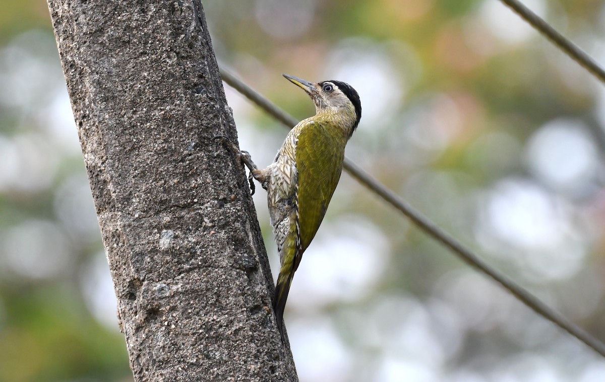 Streak-throated Woodpecker - ML214128531