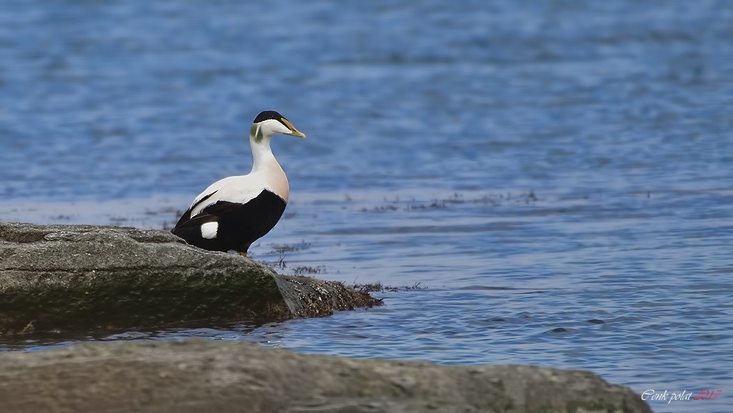 Common Eider - Cenk Polat