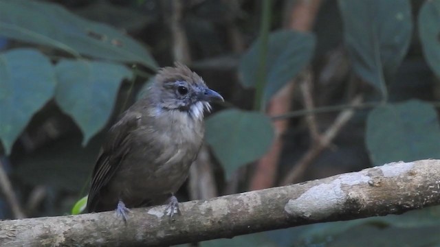 Bulbul Ocráceo - ML214129291