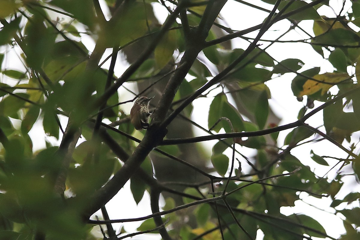 Speckled Piculet - ML214129321