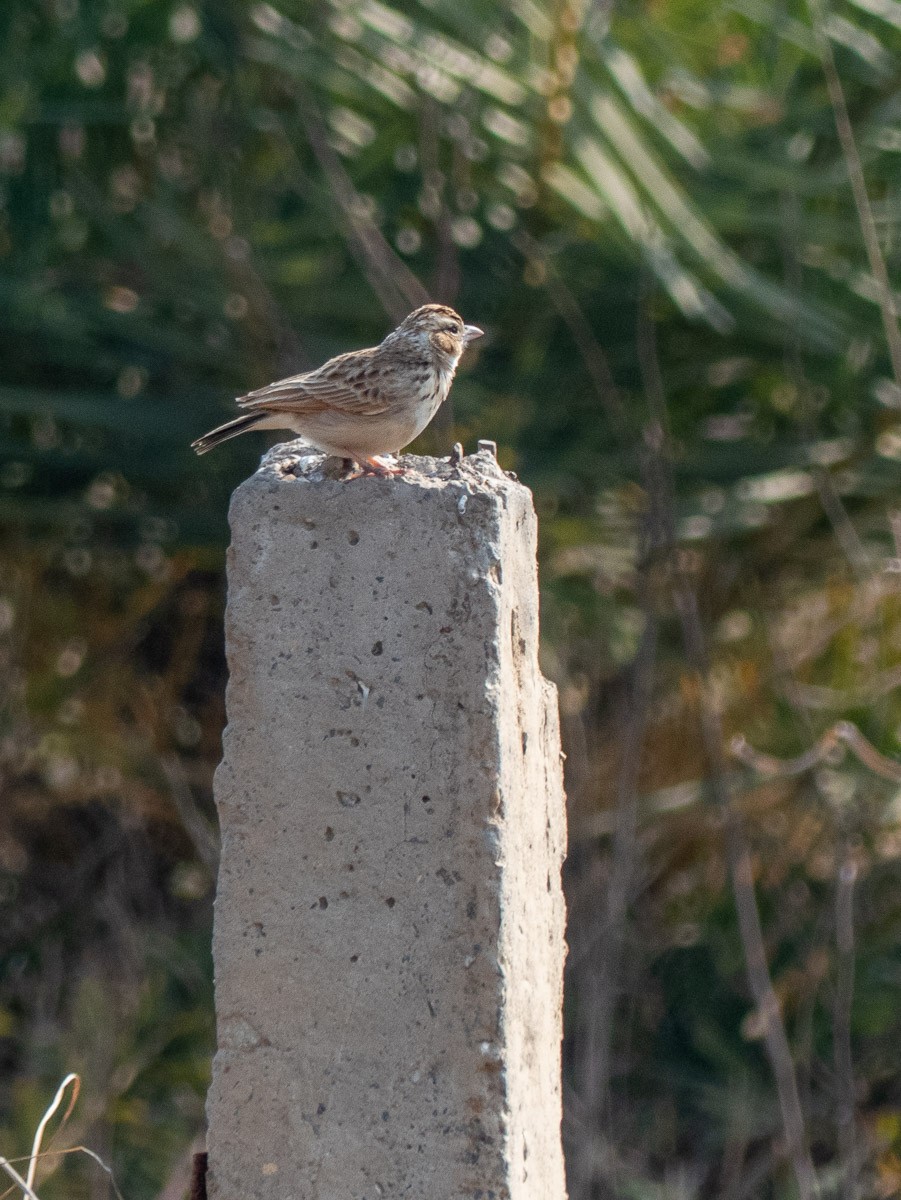 Indian Bushlark - ML214130161