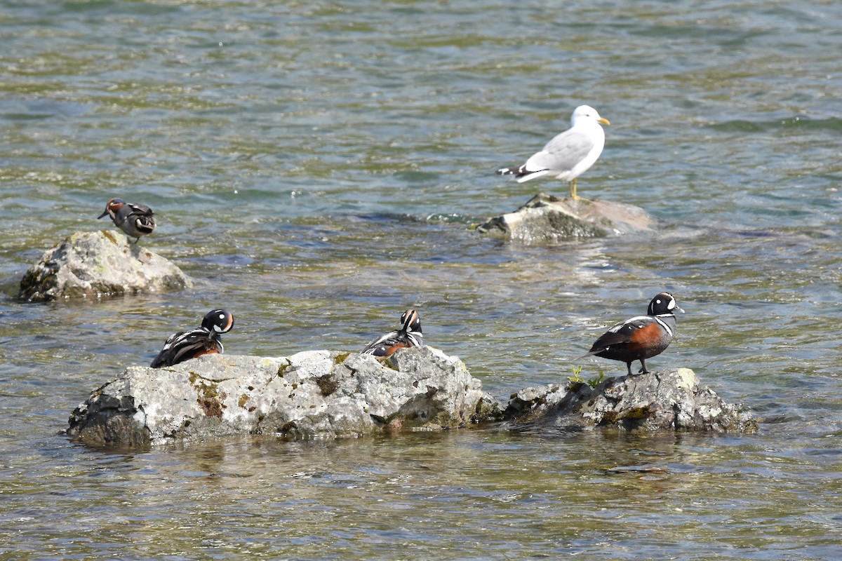 Harlequin Duck - Malte Seehausen