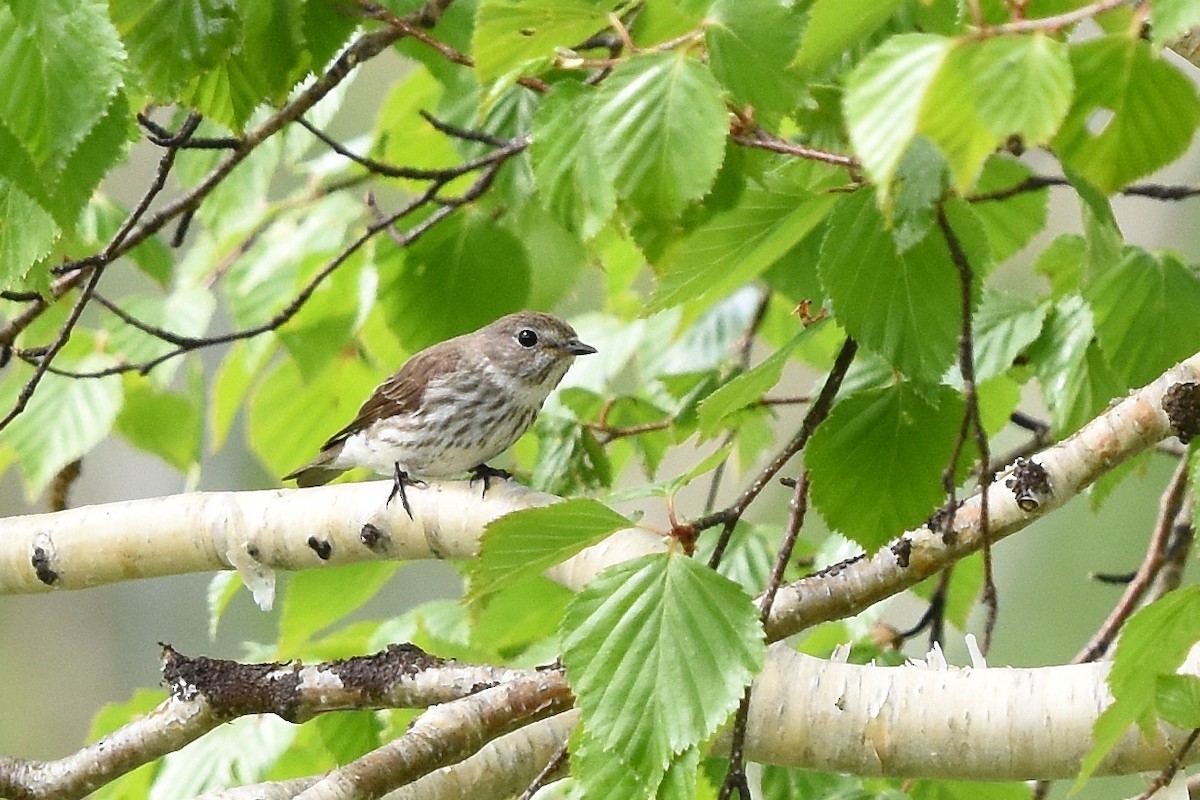 Gray-streaked Flycatcher - Malte Seehausen