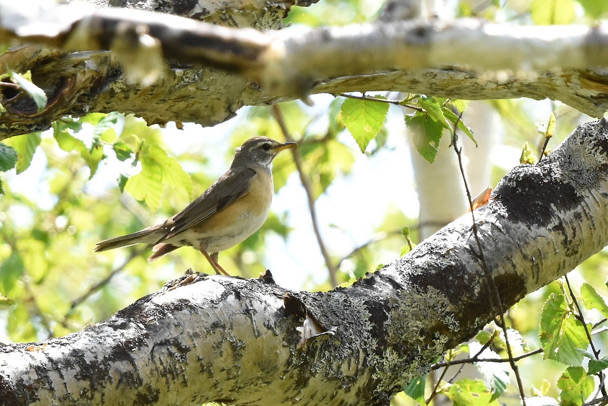 Eyebrowed Thrush - ML214131321