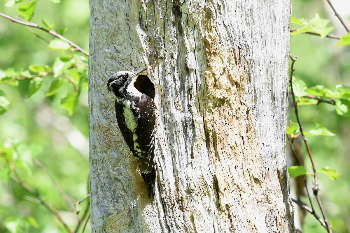 Eurasian Three-toed Woodpecker - ML214131331