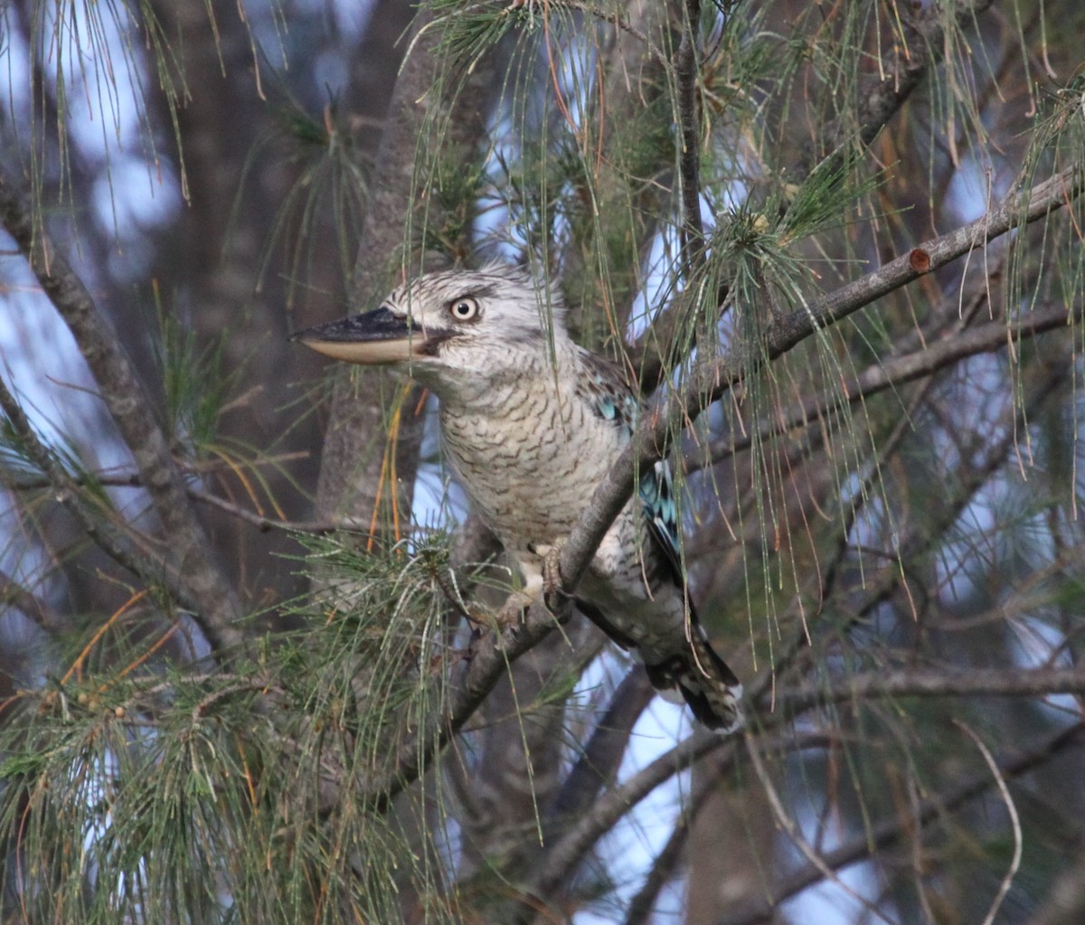 Blue-winged Kookaburra - ML214131351