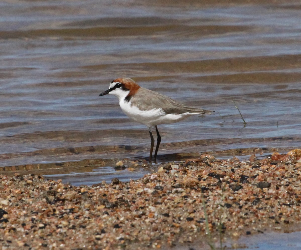 Red-capped Plover - Alistair and Carmen Drake