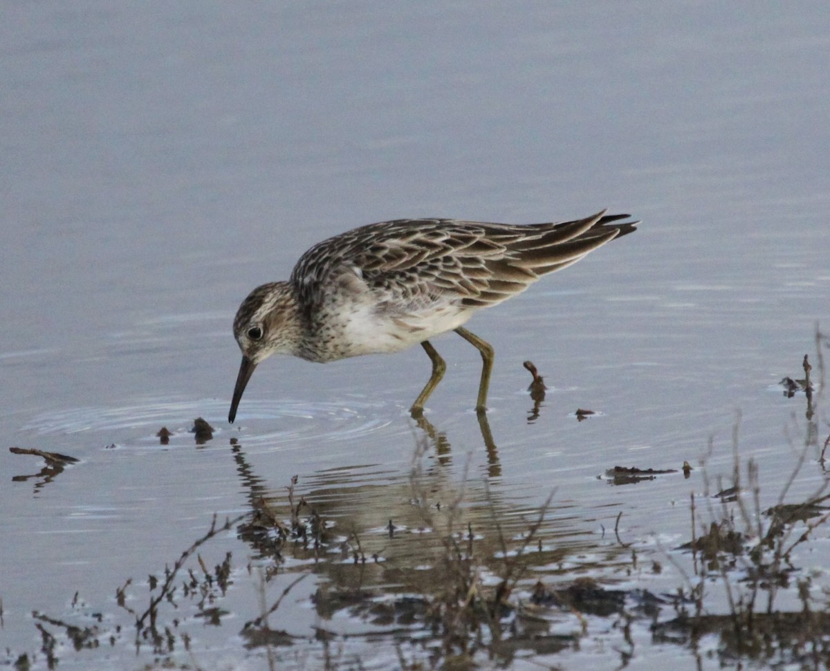 Sharp-tailed Sandpiper - Alistair and Carmen Drake