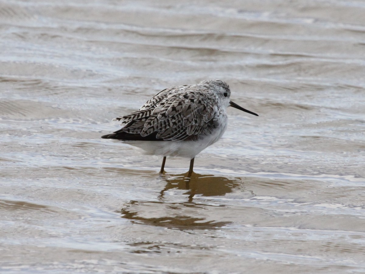 Marsh Sandpiper - Alistair and Carmen Drake