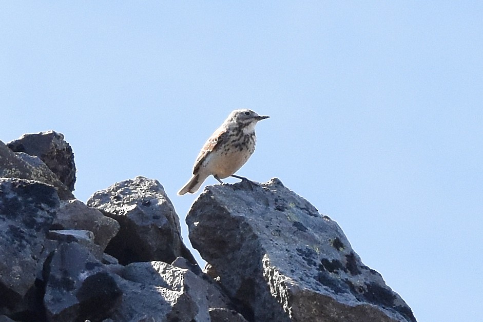 Pipit d'Amérique (japonicus) - ML214131871