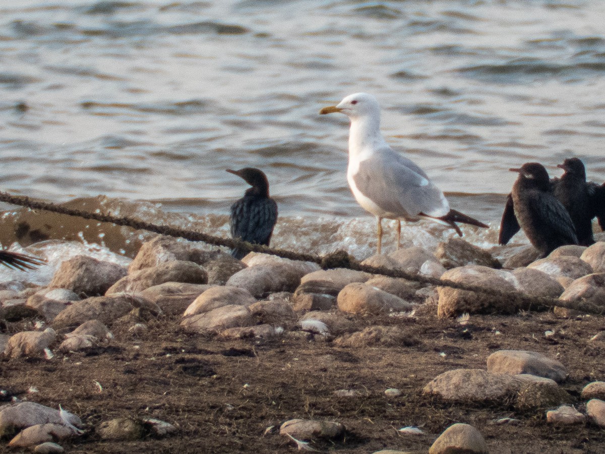 Gaviota del Caspio - ML214132461