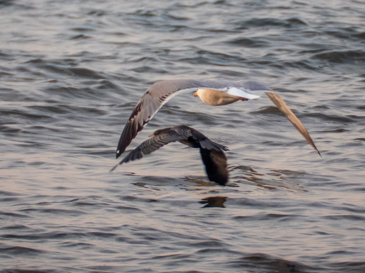 Gaviota del Caspio - ML214132501