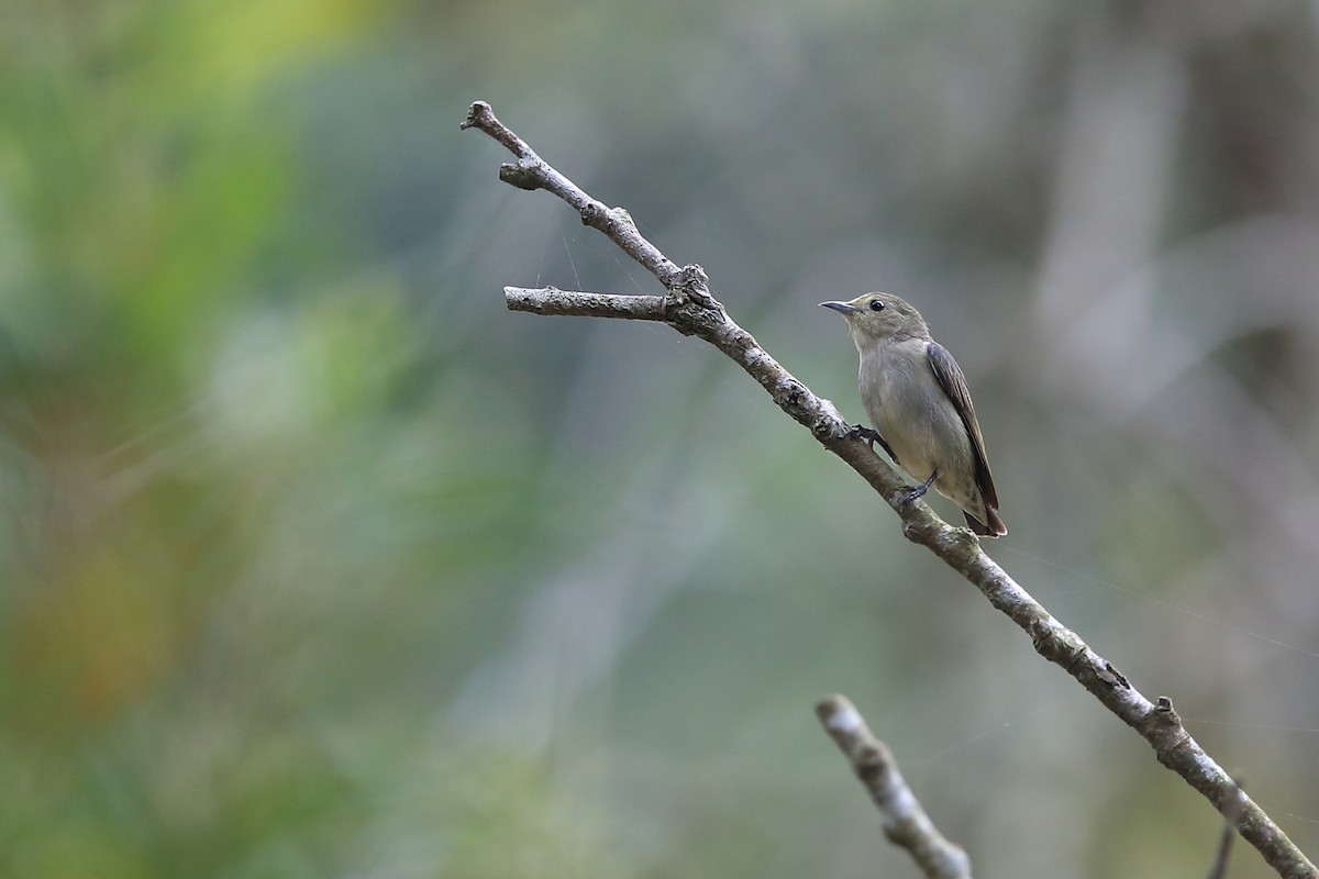 Plain Flowerpecker - ML214133101