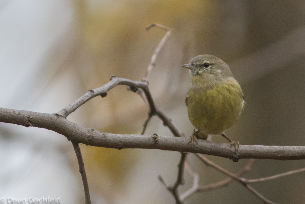 Orange-crowned Warbler - ML21413411