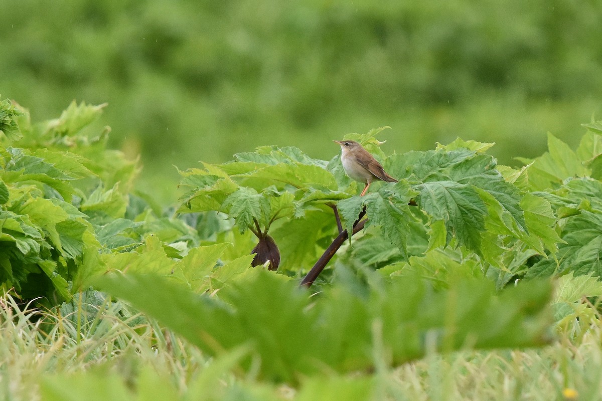 Middendorff's Grasshopper Warbler - ML214134181