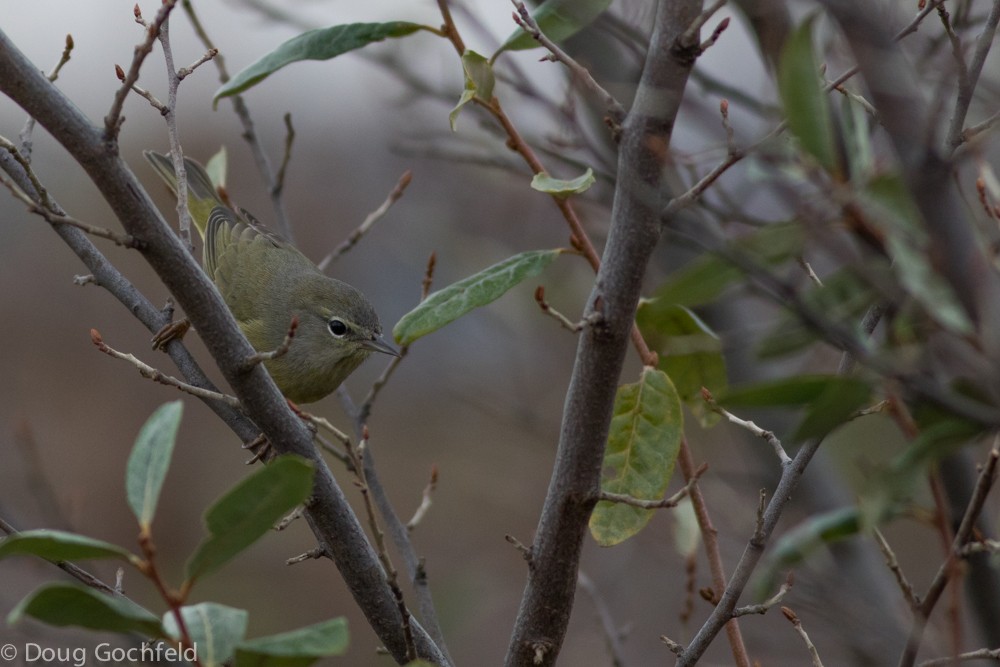 Orange-crowned Warbler - ML21413421