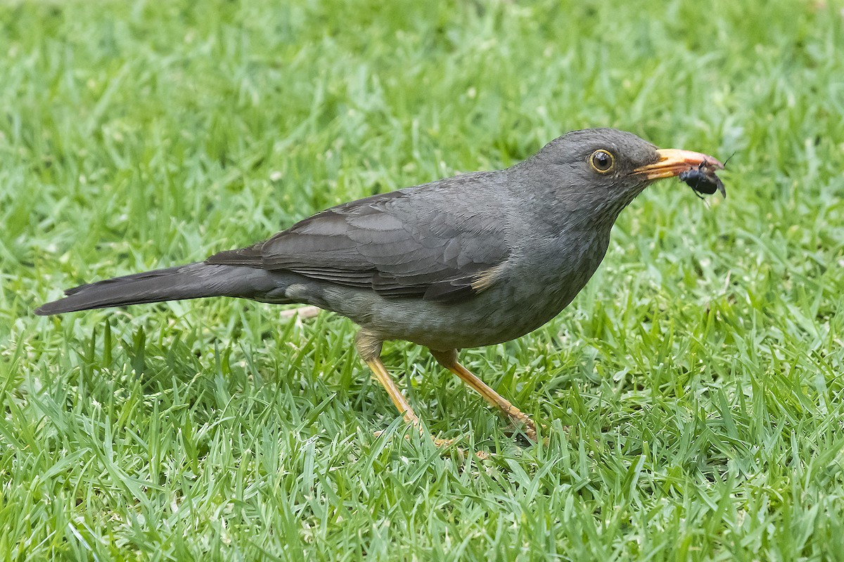 Karoo Thrush - Alan Wells