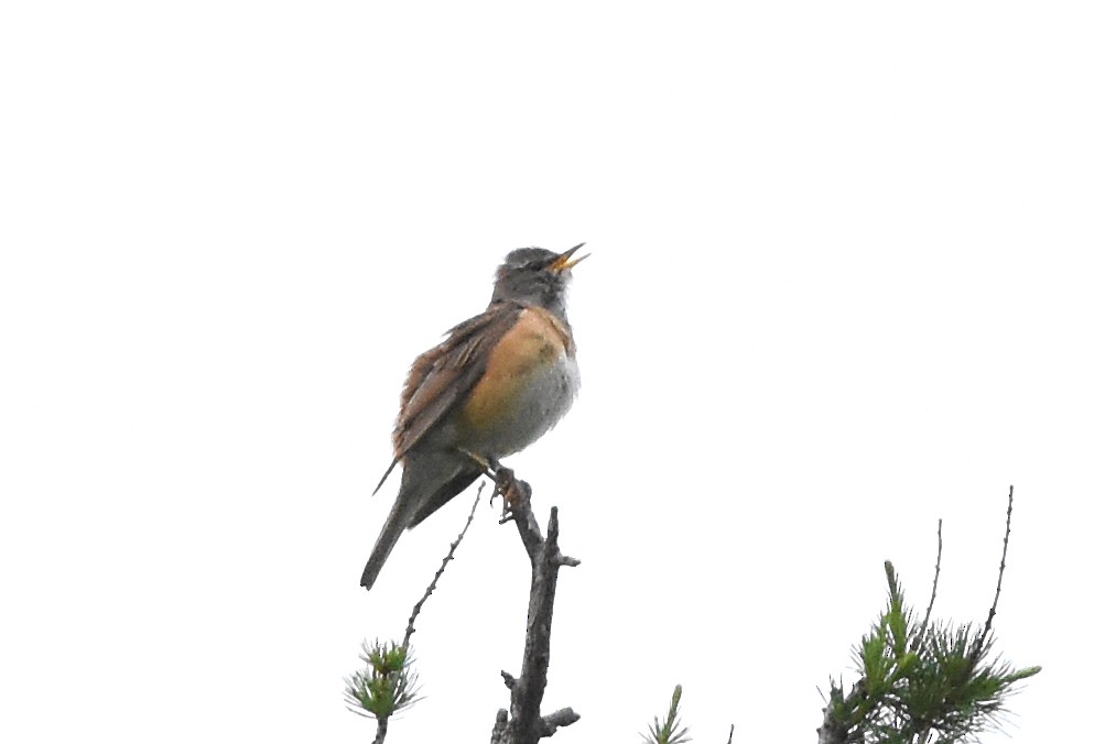 Eyebrowed Thrush - ML214134321