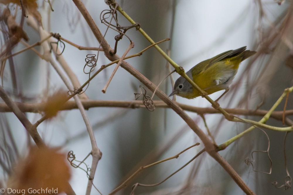 Nashville Warbler - ML21413441