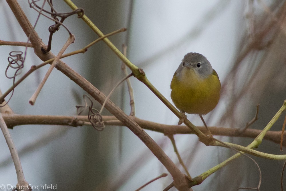 Nashville Warbler - ML21413451