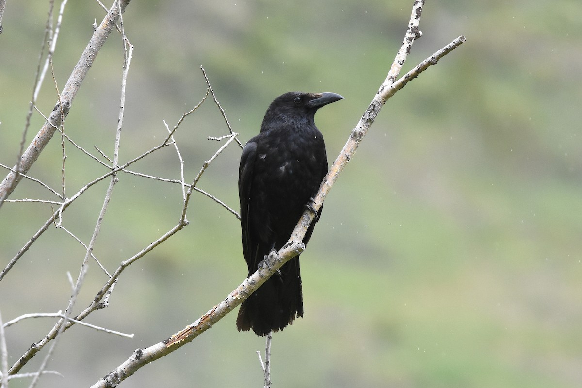 Carrion Crow - Malte Seehausen