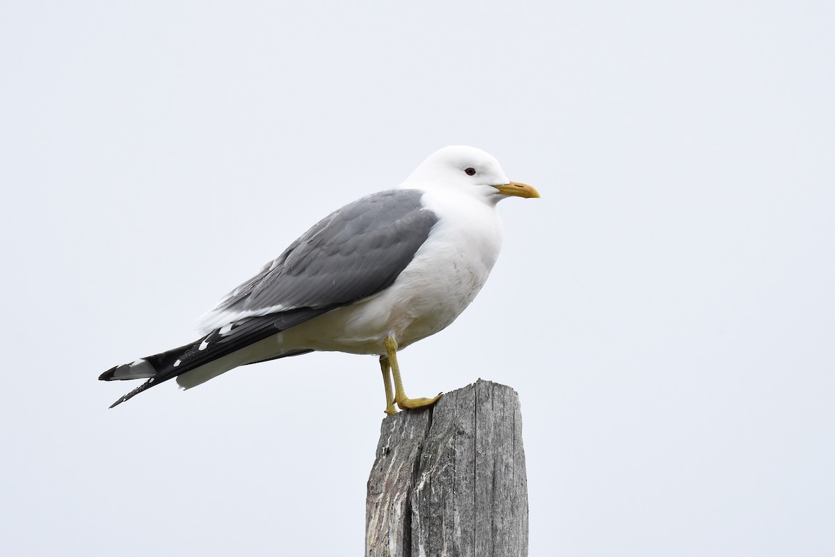 Common Gull (Kamchatka) - ML214134621