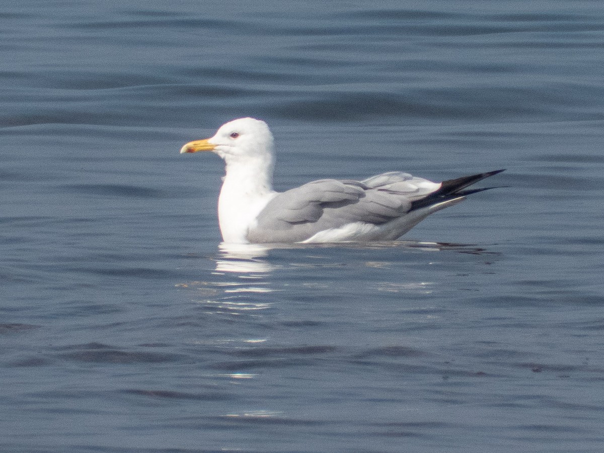 Gaviota del Caspio - ML214135351