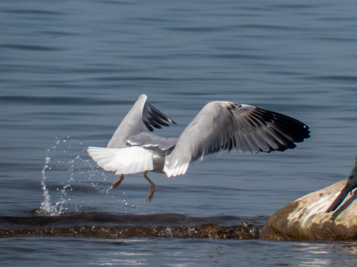 Gaviota del Caspio - ML214135391