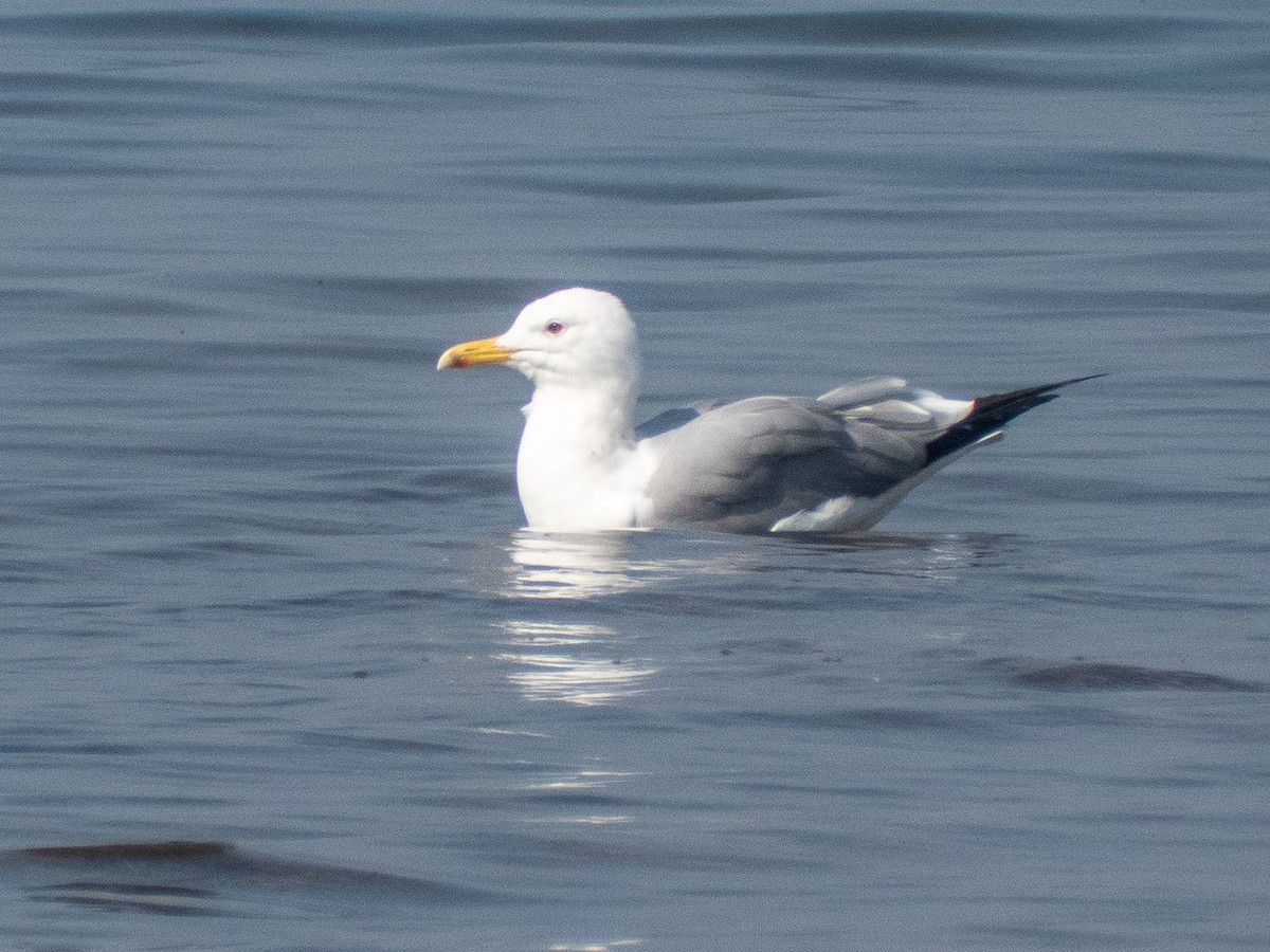 Gaviota del Caspio - ML214135411