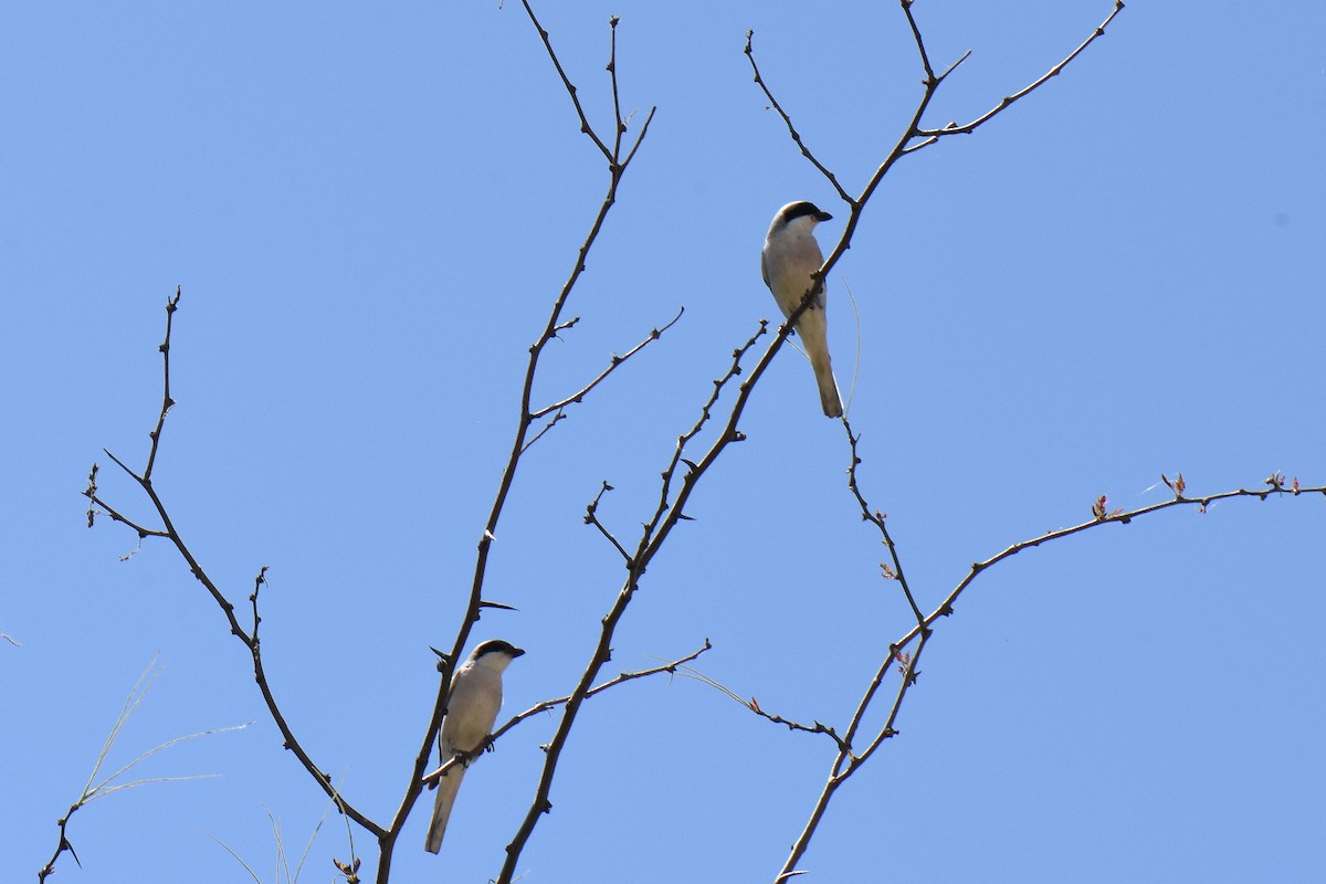 Lesser Gray Shrike - Malte Seehausen