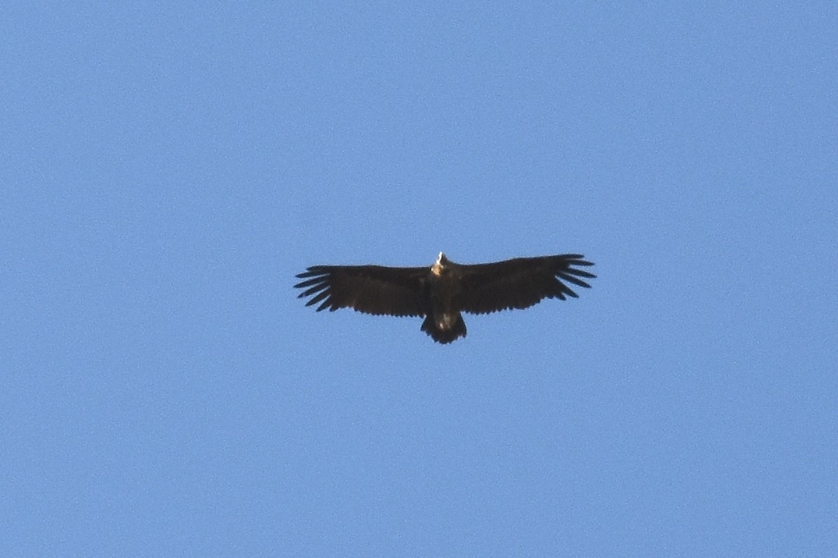 Cinereous Vulture - Malte Seehausen