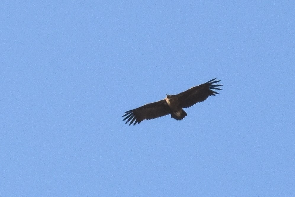 Cinereous Vulture - Malte Seehausen