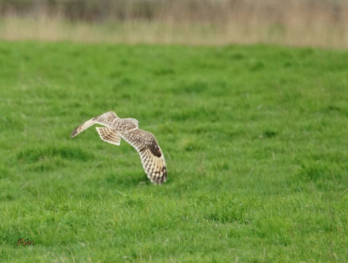 Short-eared Owl - ML214135901