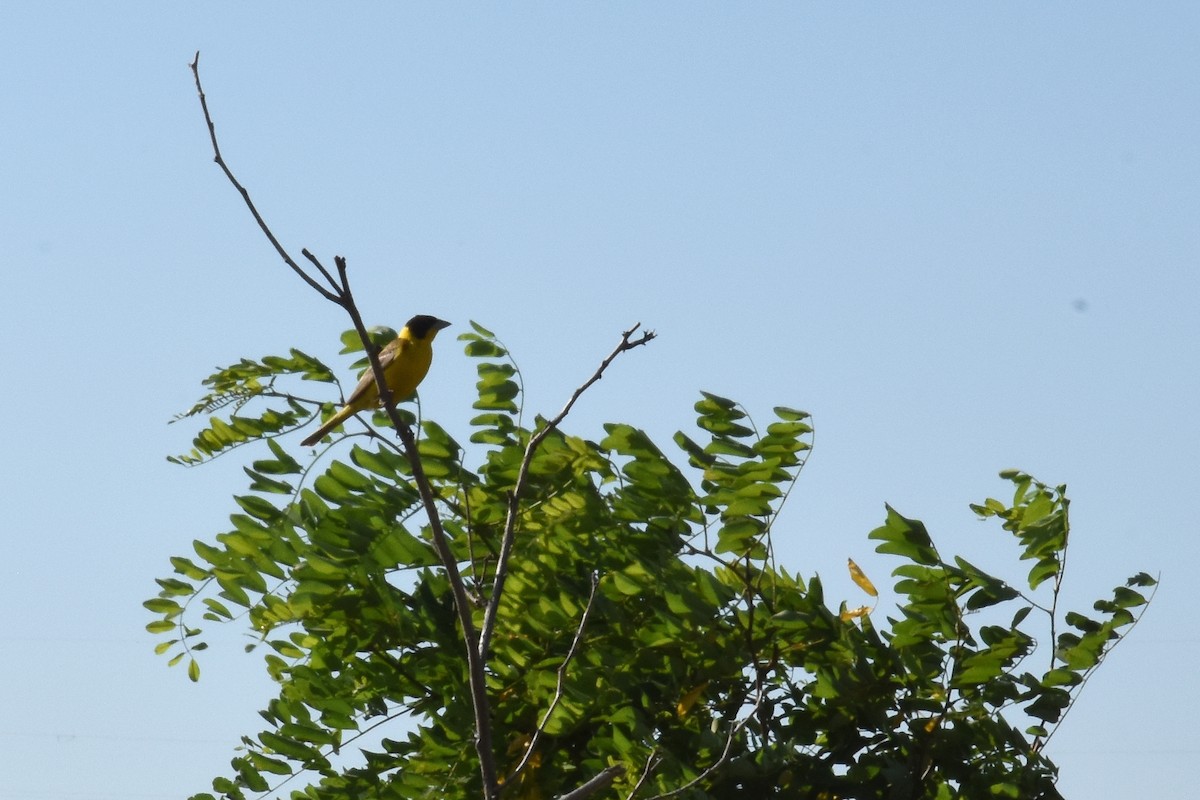 Black-headed Bunting - ML214136191