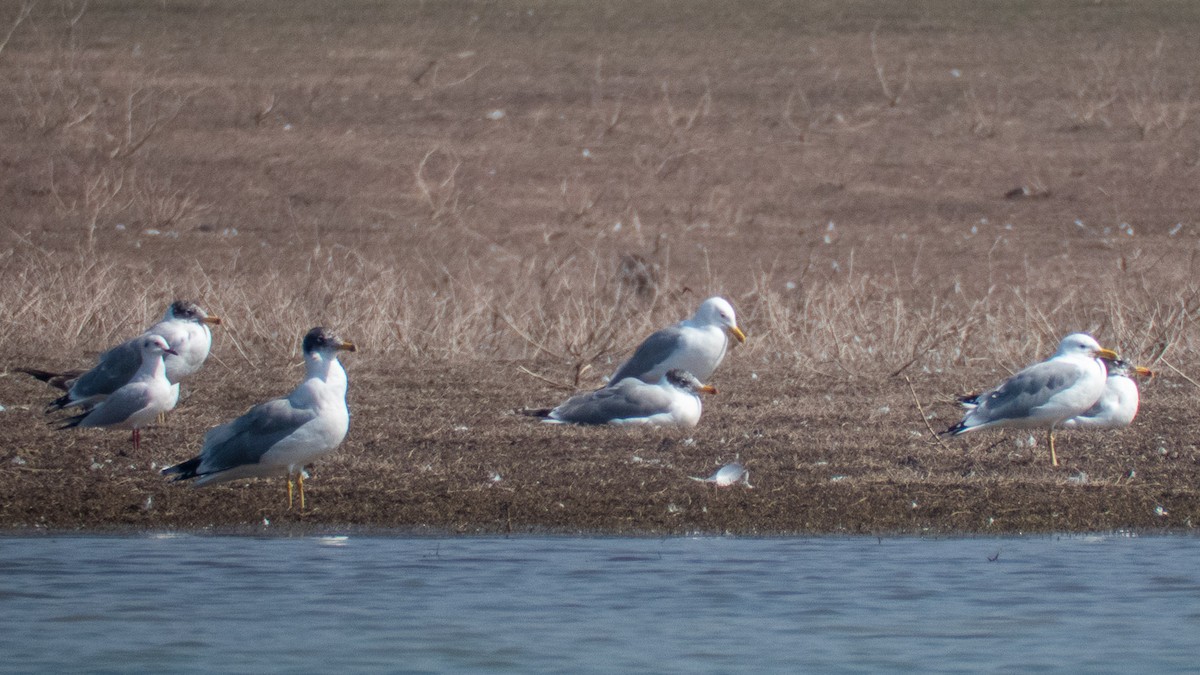 Gaviota del Caspio - ML214136321