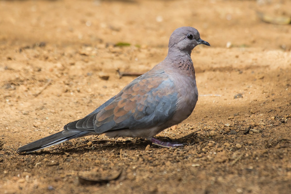 Laughing Dove - ML21413711