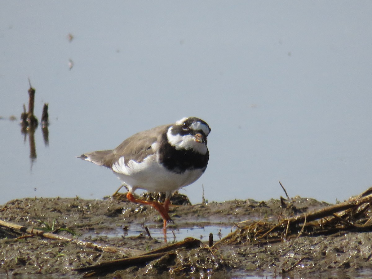 Common Ringed Plover - ML214138291