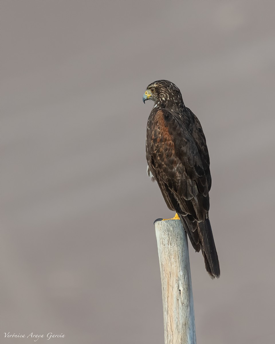 Harris's Hawk - ML214138381