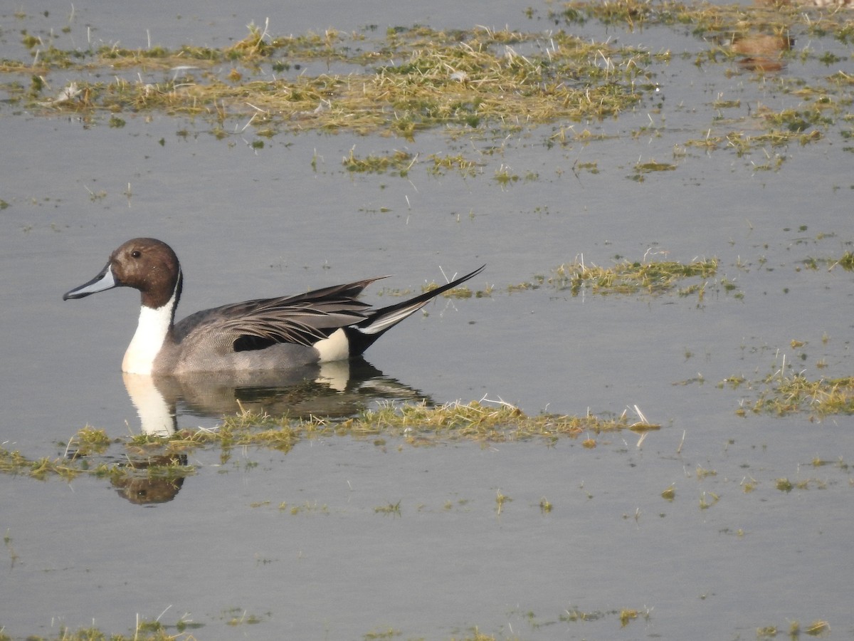 Northern Pintail - BiRdeR BäBä