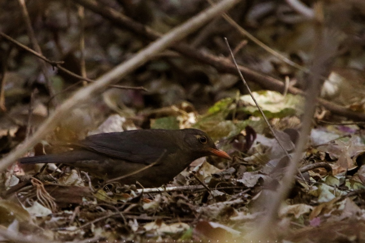 Indian Blackbird - ML214139561