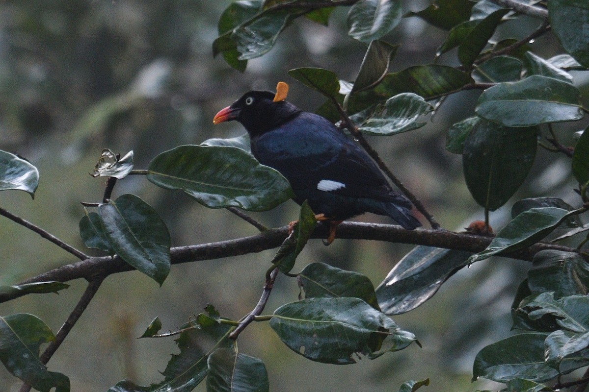 Sri Lanka Myna - Mallika Rajasekaran