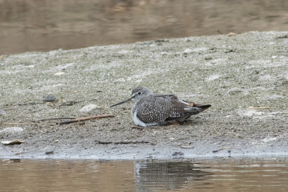 Greater Yellowlegs - ML21413991