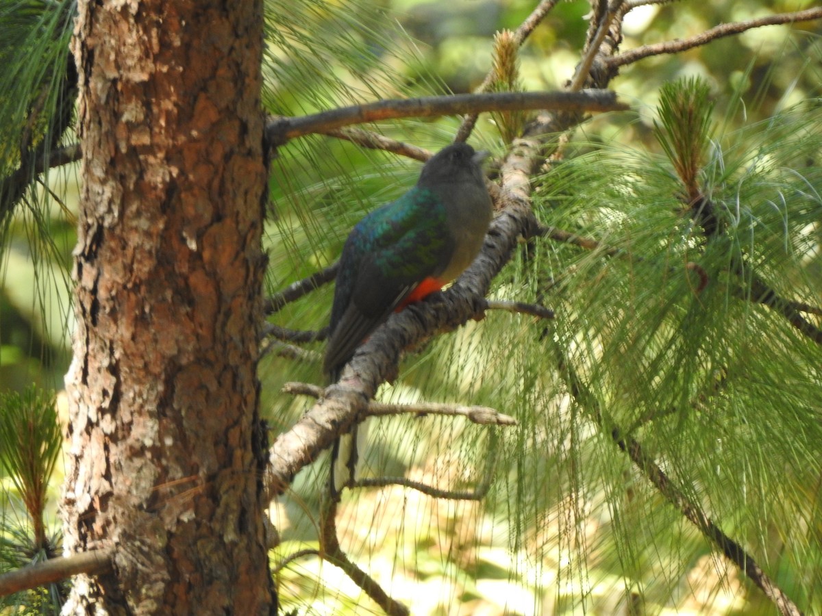 Eared Quetzal - ML214140471