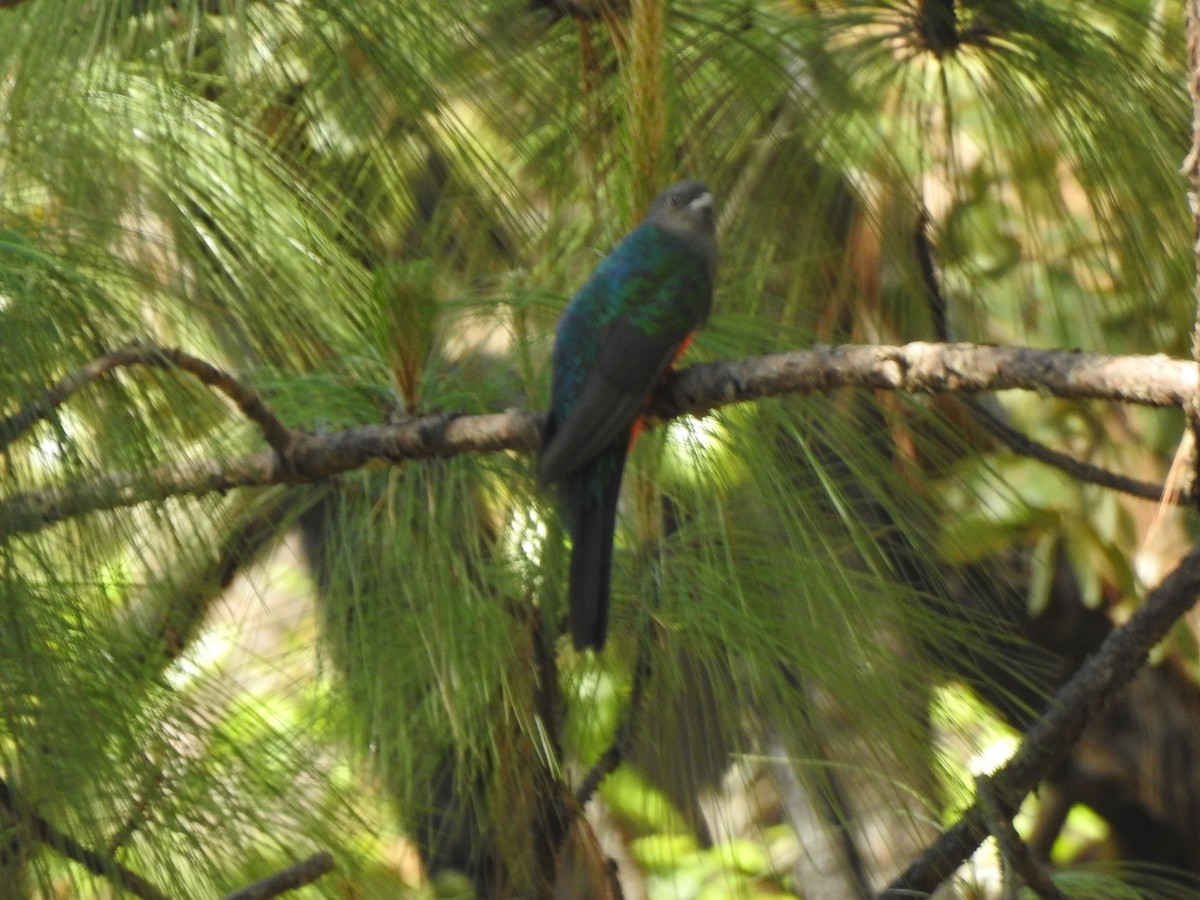 Eared Quetzal - ML214140481