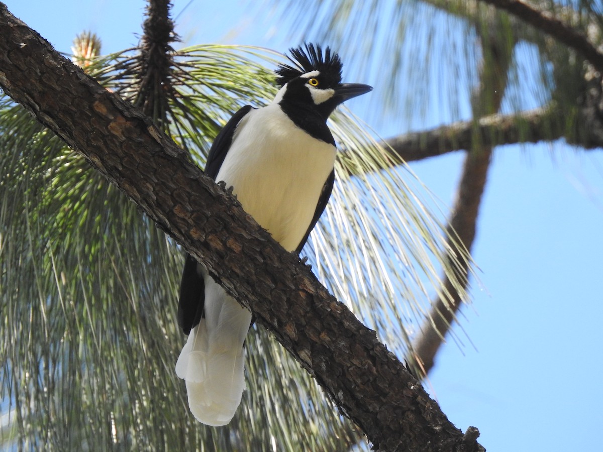 Tufted Jay - ML214140541
