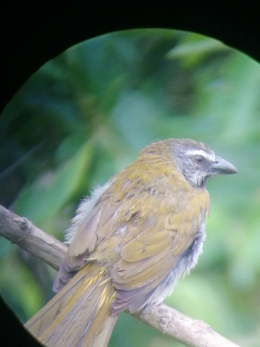 Buff-throated Saltator - ML214141621