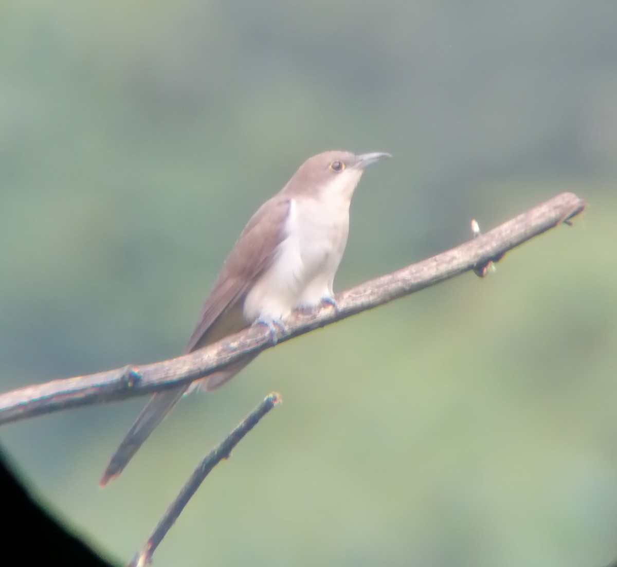 Black-billed Cuckoo - ML214142131