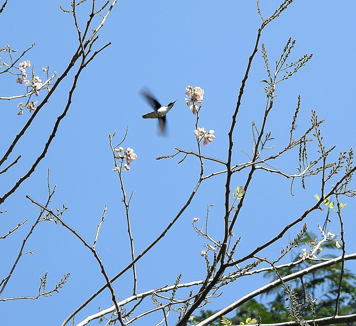 Purple-crowned Fairy - ML214142661